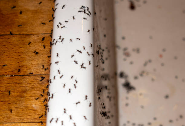 Pest Prevention Services in Bartonsville, MD