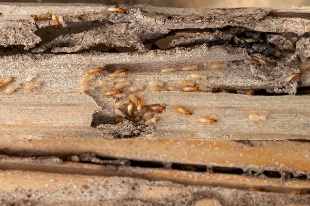 Best Spider Control Near Me  in Bartonsville, MD